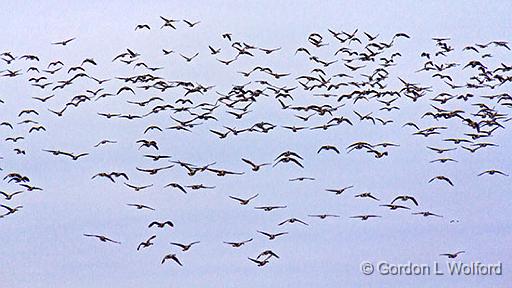 One Huge Skein Of Geese_31568.jpg - Photographed near Smiths Falls, Ontario, Canada.